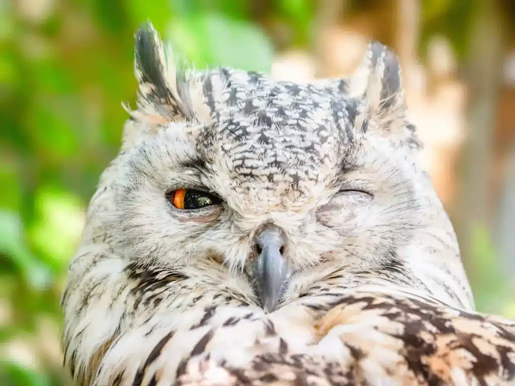 A wise owl with one eye closed